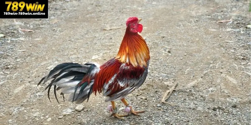 Vảy gà tài là một trong những loại cựa được đánh giá cao trong giới cá cược