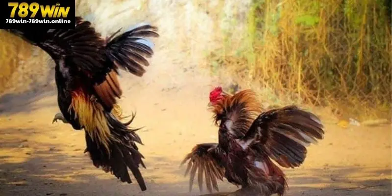 Lời giải cho các thuật ngữ đá gà chuyên sâu khác khi chọi kê