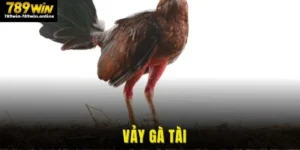 vảy gà tài