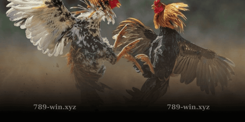 Lợi Ích Khi Chơi Đá Gà Mỹ Tại 789win
